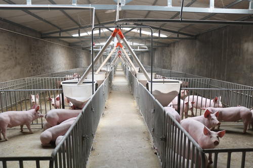 養(yǎng)豬廠廢水怎么處理？-樂中環(huán)保