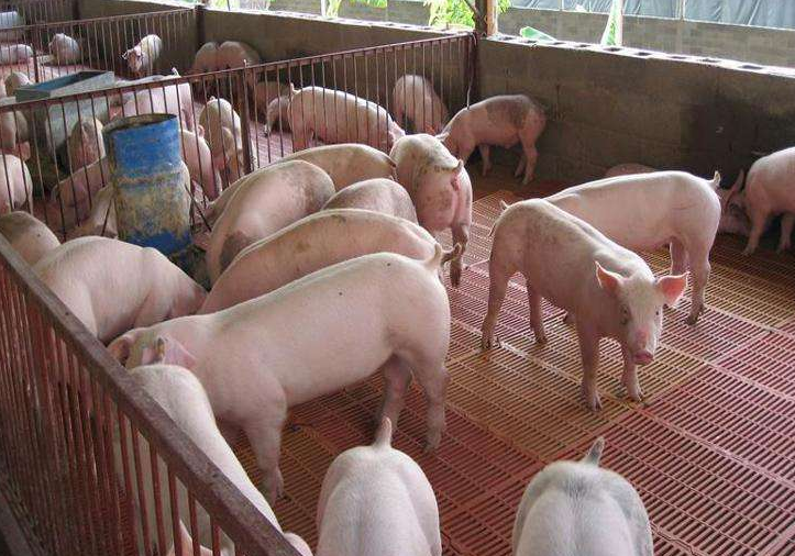 生豬養(yǎng)殖污水處理-養(yǎng)豬場廢水處理案例分析-樂中環(huán)保 生豬養(yǎng)殖污水處理-養(yǎng)豬場廢水處理案例分析-樂中環(huán)保