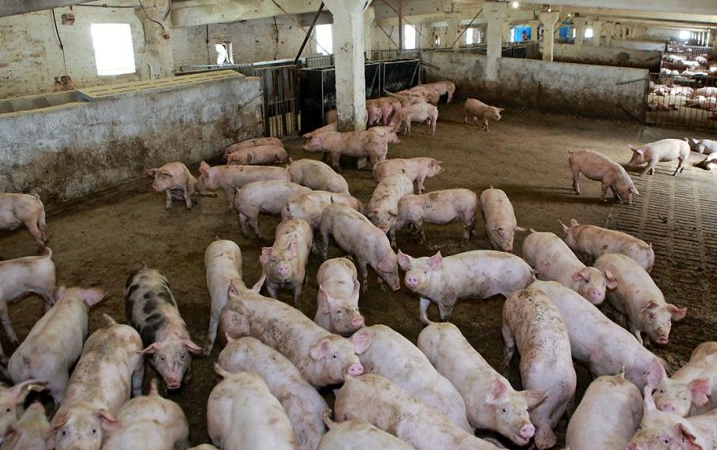 處理養(yǎng)豬污水場設(shè)備，可以有效處理養(yǎng)豬場高濃度廢水