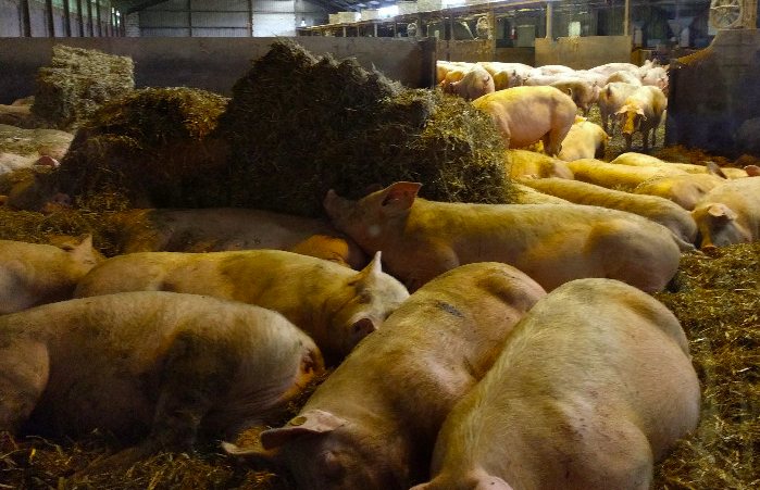 養(yǎng)豬場(chǎng)污水處理方法有哪些？選對(duì)工藝成本低效果好！