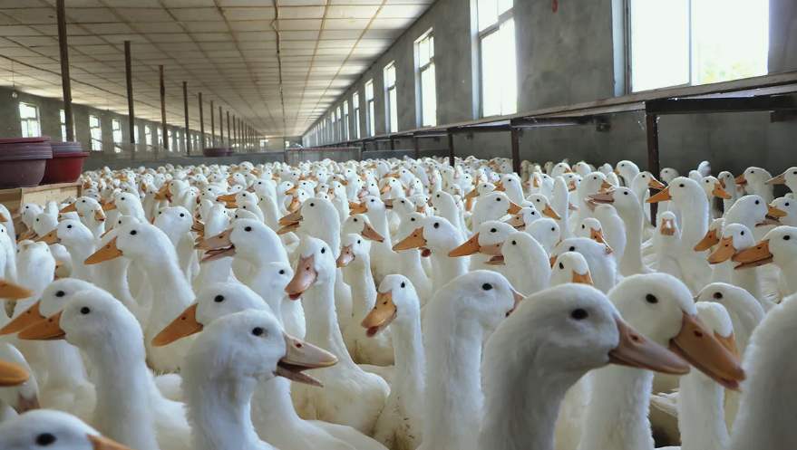 宰鴨廢水處理方案|工藝流程|排放標(biāo)準(zhǔn) 宰鴨廢水處理方案|工藝流程|排放標(biāo)準(zhǔn)